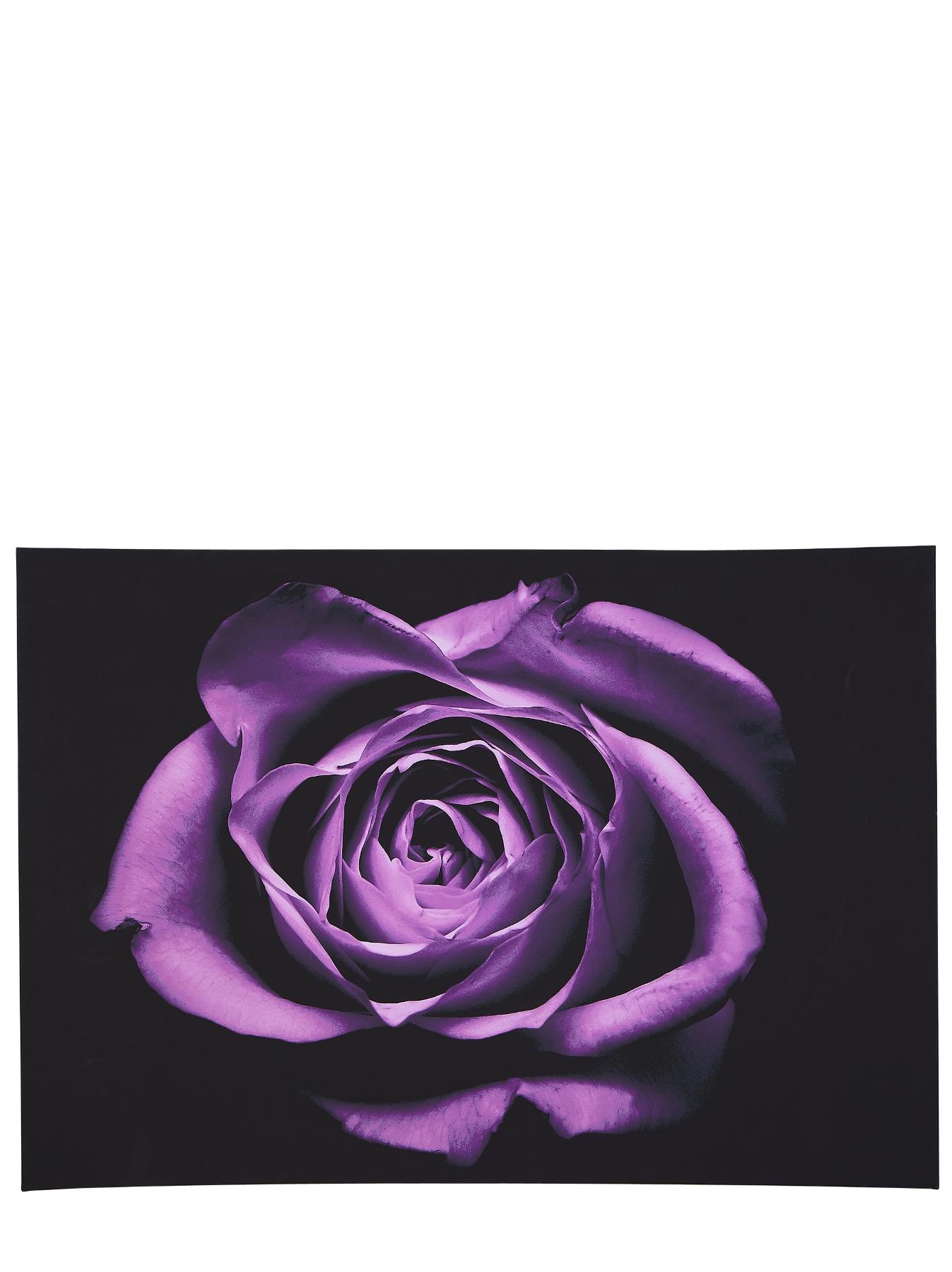 Drama Rose Canvas Drama Rose Canvas