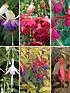  image of hardy-fuchsia-collection-6x-9cm-varieties