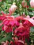  image of hardy-fuchsia-collection-6x-9cm-varieties