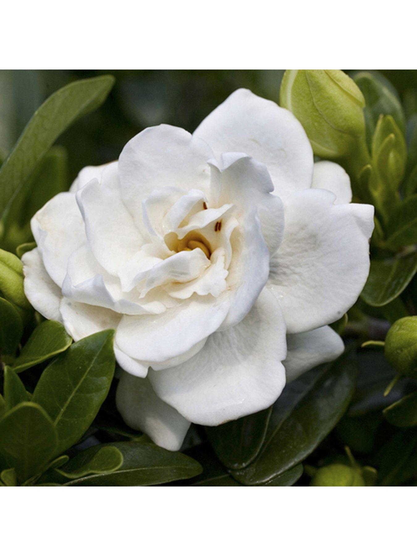  image of you-garden-collection-1x-kleims-and-1x-crown-jewels