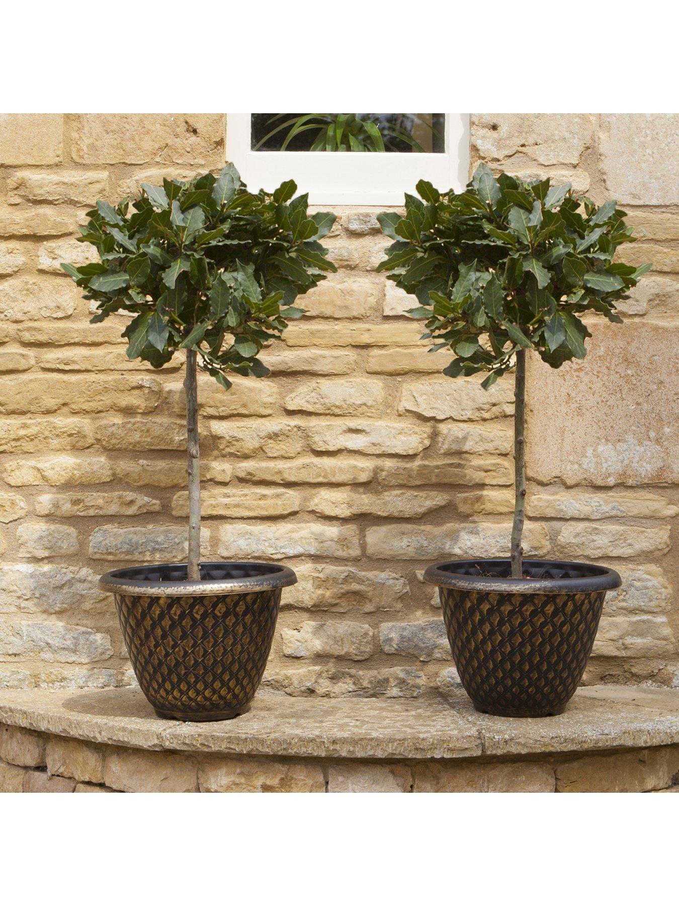 Image 2 of 5 of You Garden Pair of Standard Bay Trees 70-80cm Tall