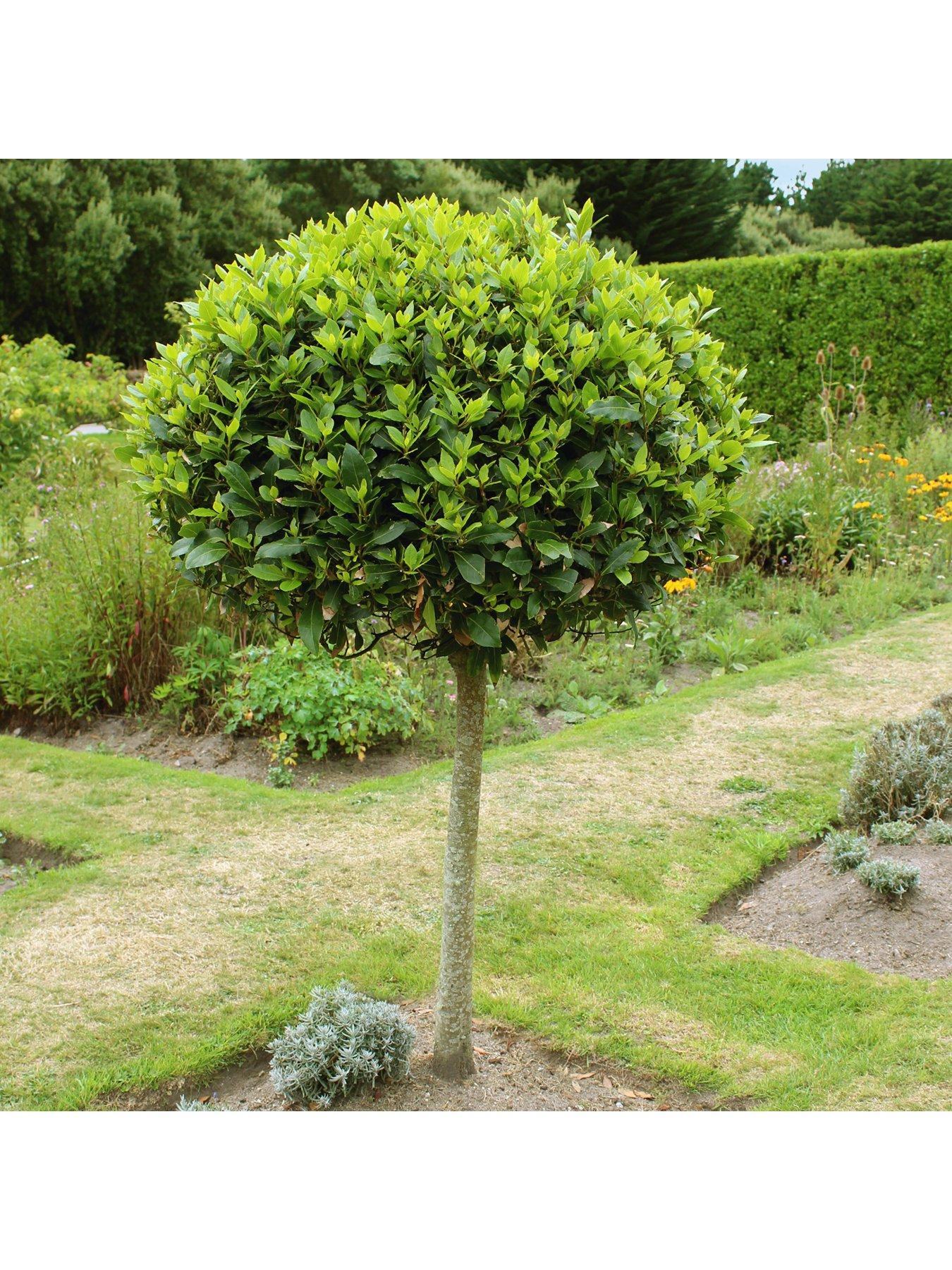 Image 3 of 5 of You Garden Pair of Standard Bay Trees 70-80cm Tall