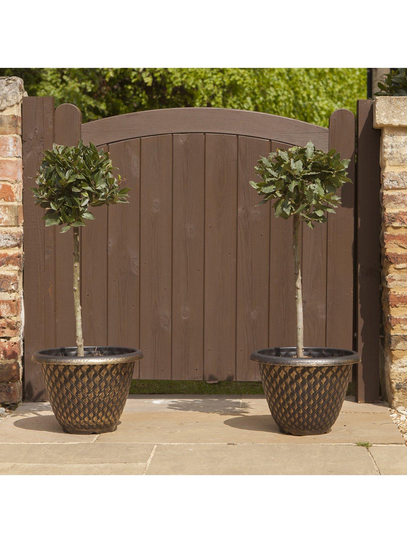 Image 4 of 5 of You Garden Pair of Standard Bay Trees 70-80cm Tall