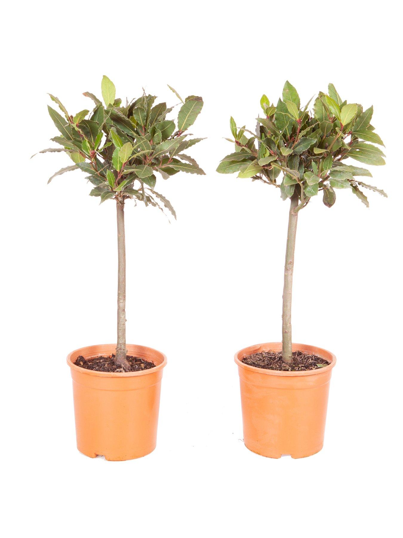 Image 5 of 5 of You Garden Pair of Standard Bay Trees 70-80cm Tall