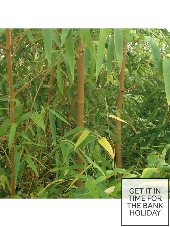 front image of pair-of-yellow-bamboo-2l