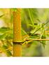  image of pair-of-yellow-bamboo-2l