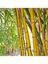  image of pair-of-yellow-bamboo-2l
