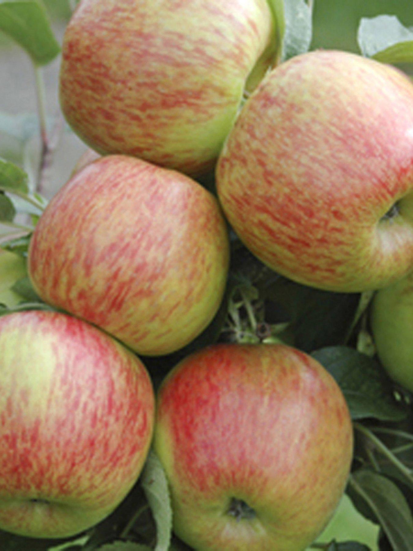front image of you-garden-apple-braeburn-tree-13m-bare-root