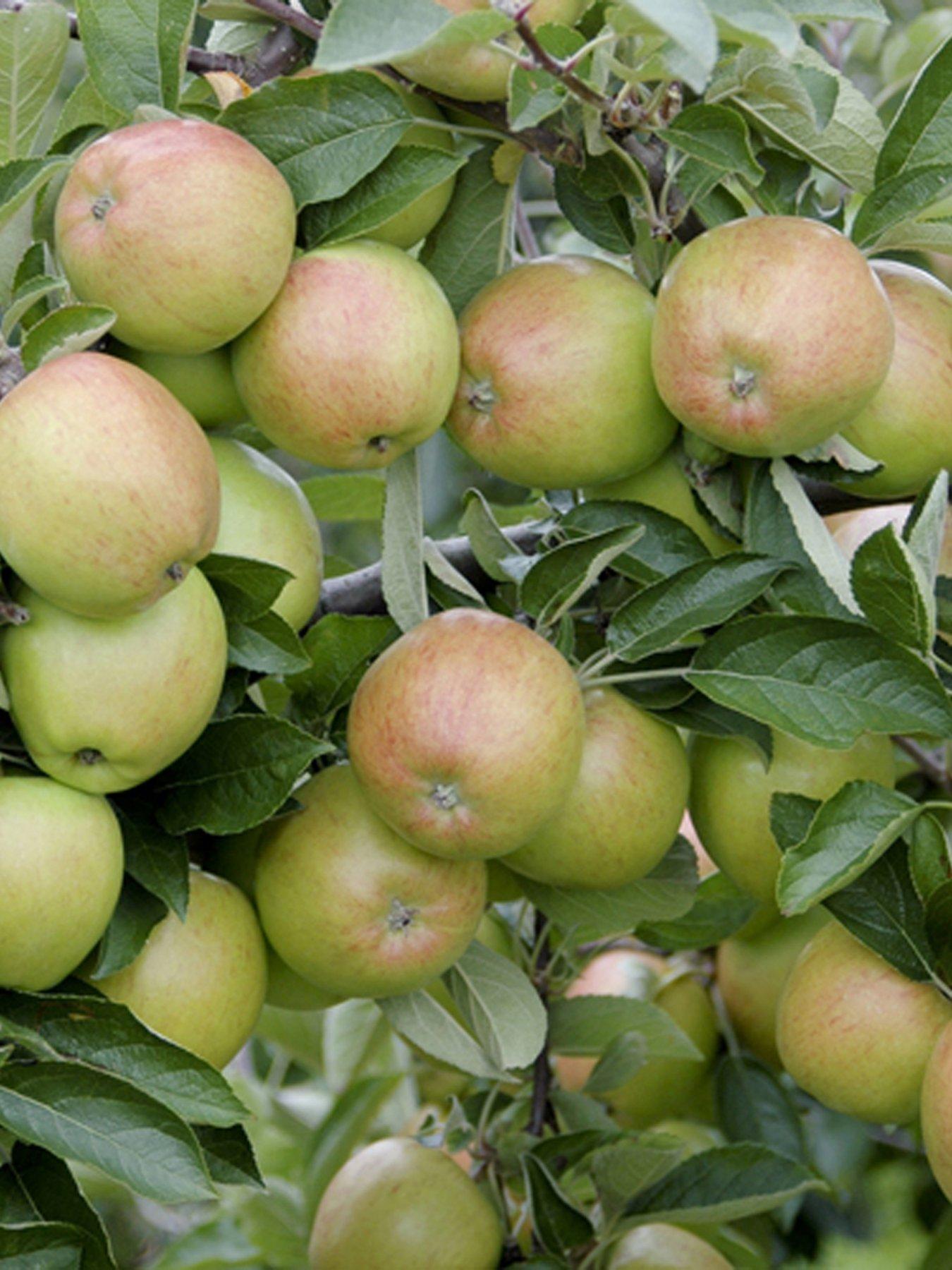  image of you-garden-apple-braeburn-tree-13m-bare-root