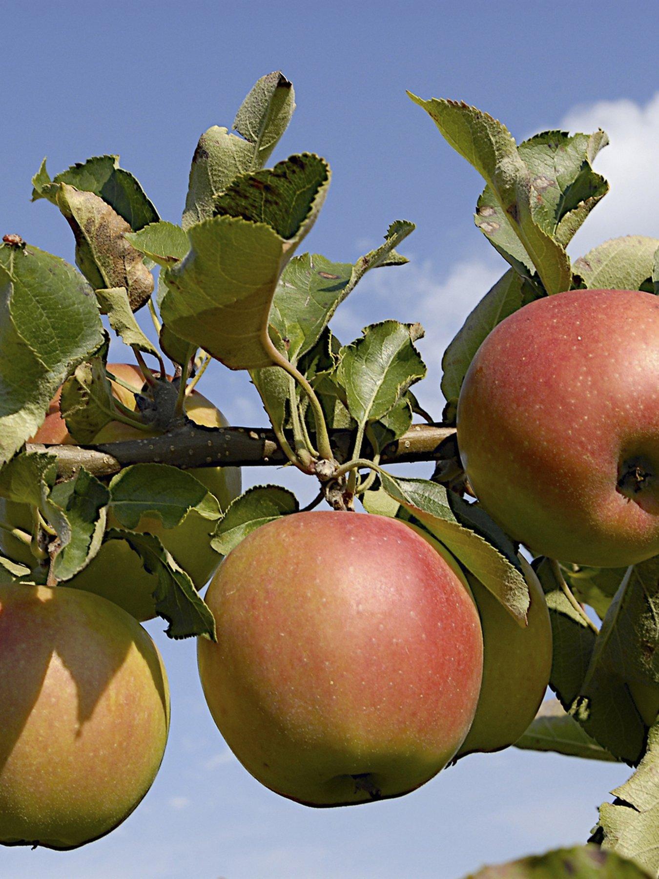  image of you-garden-apple-braeburn-tree-13m-bare-root