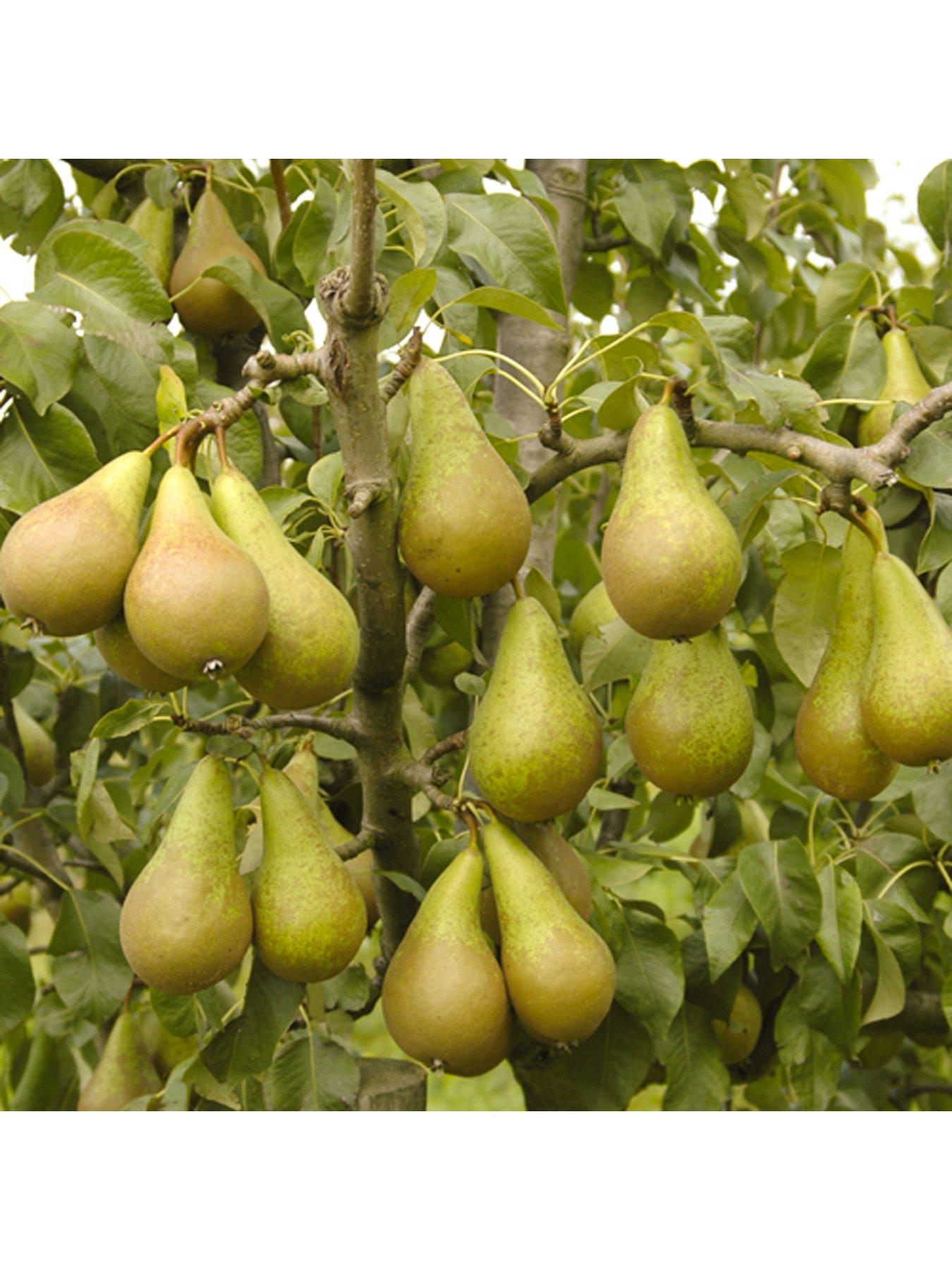 You Garden Pear Conference Tree - 1.4 m Bare Root