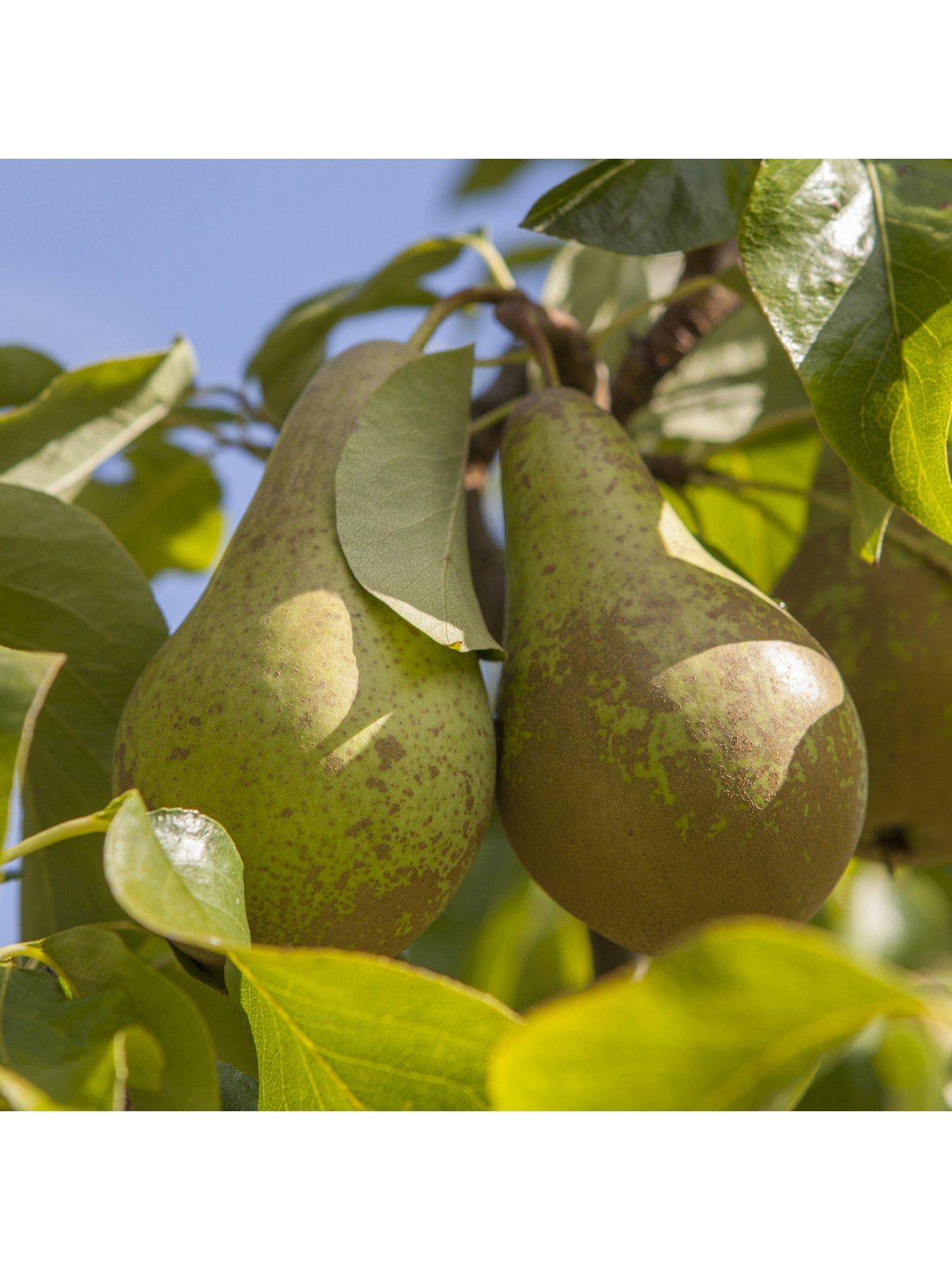  image of you-garden-pear-conference-tree-14-m-bare-root