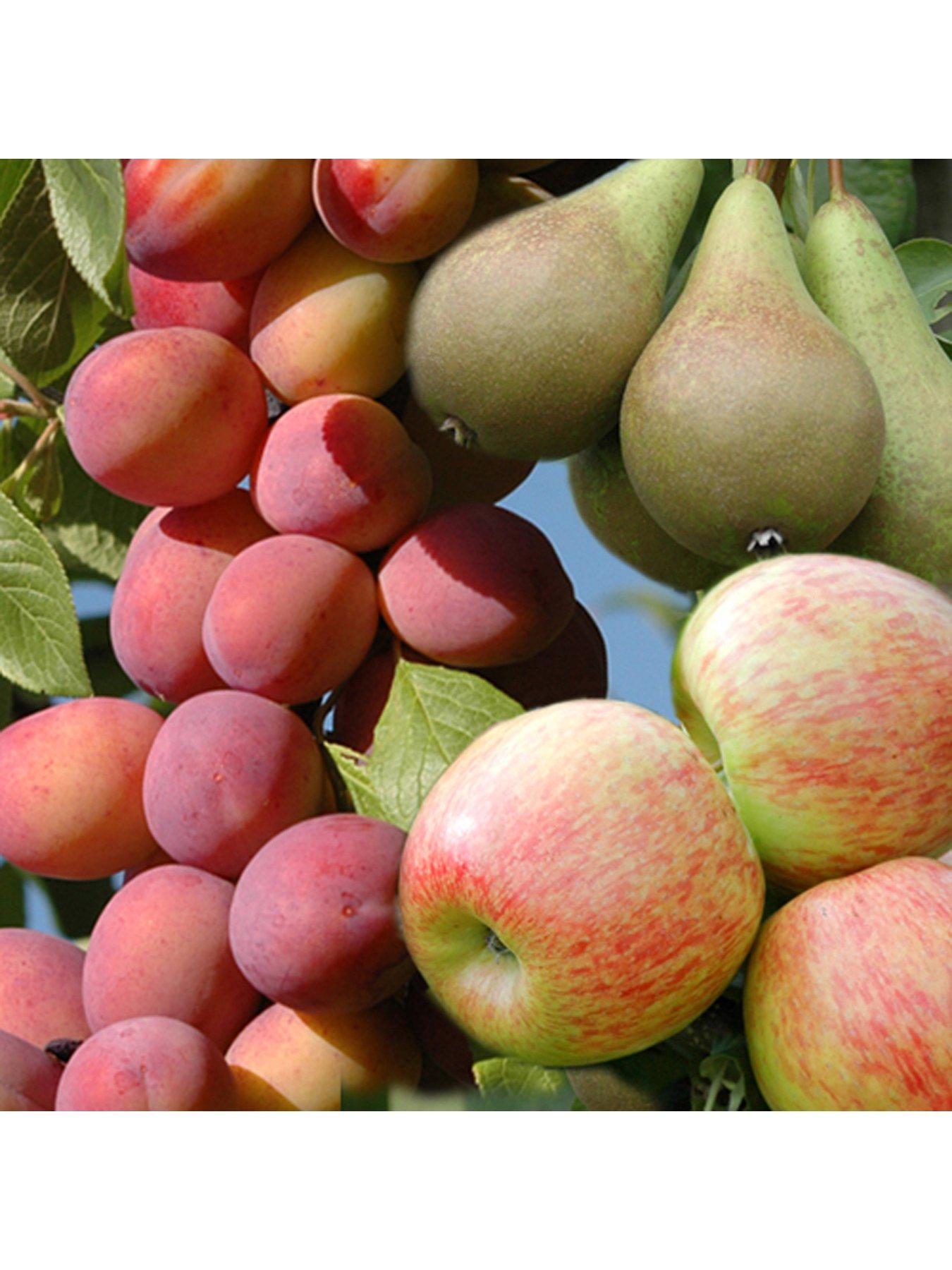 You Garden Mini Orchard Collection - 3 Trees