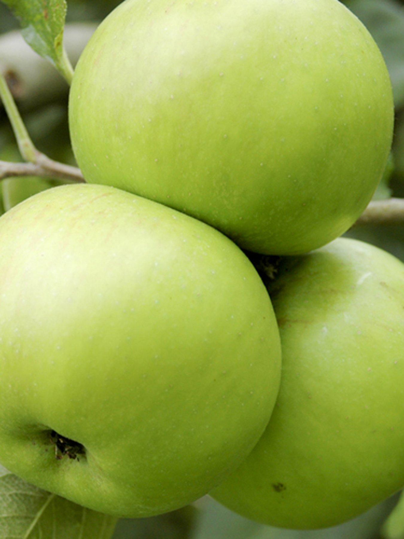 Image 1 of 5 of You Garden Apple Bramley Tree 1.4m Bare Root