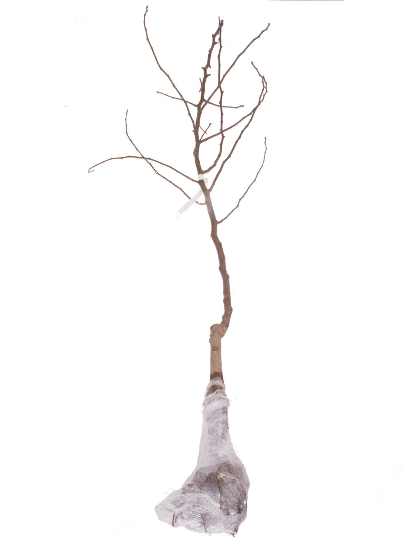 Image 2 of 5 of You Garden Apple Bramley Tree 1.4m Bare Root
