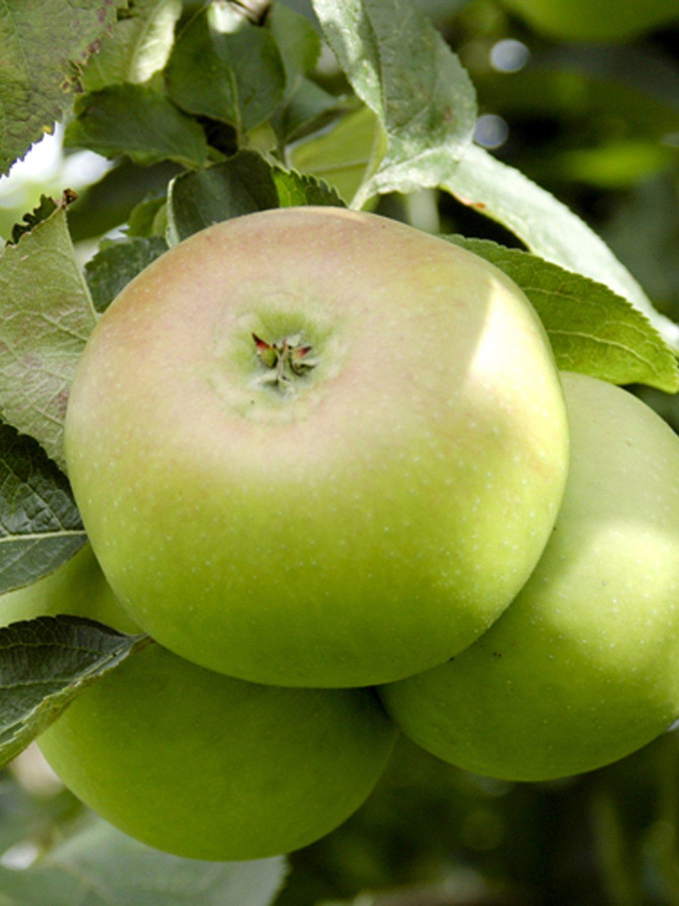 Image 4 of 5 of You Garden Apple Bramley Tree 1.4m Bare Root