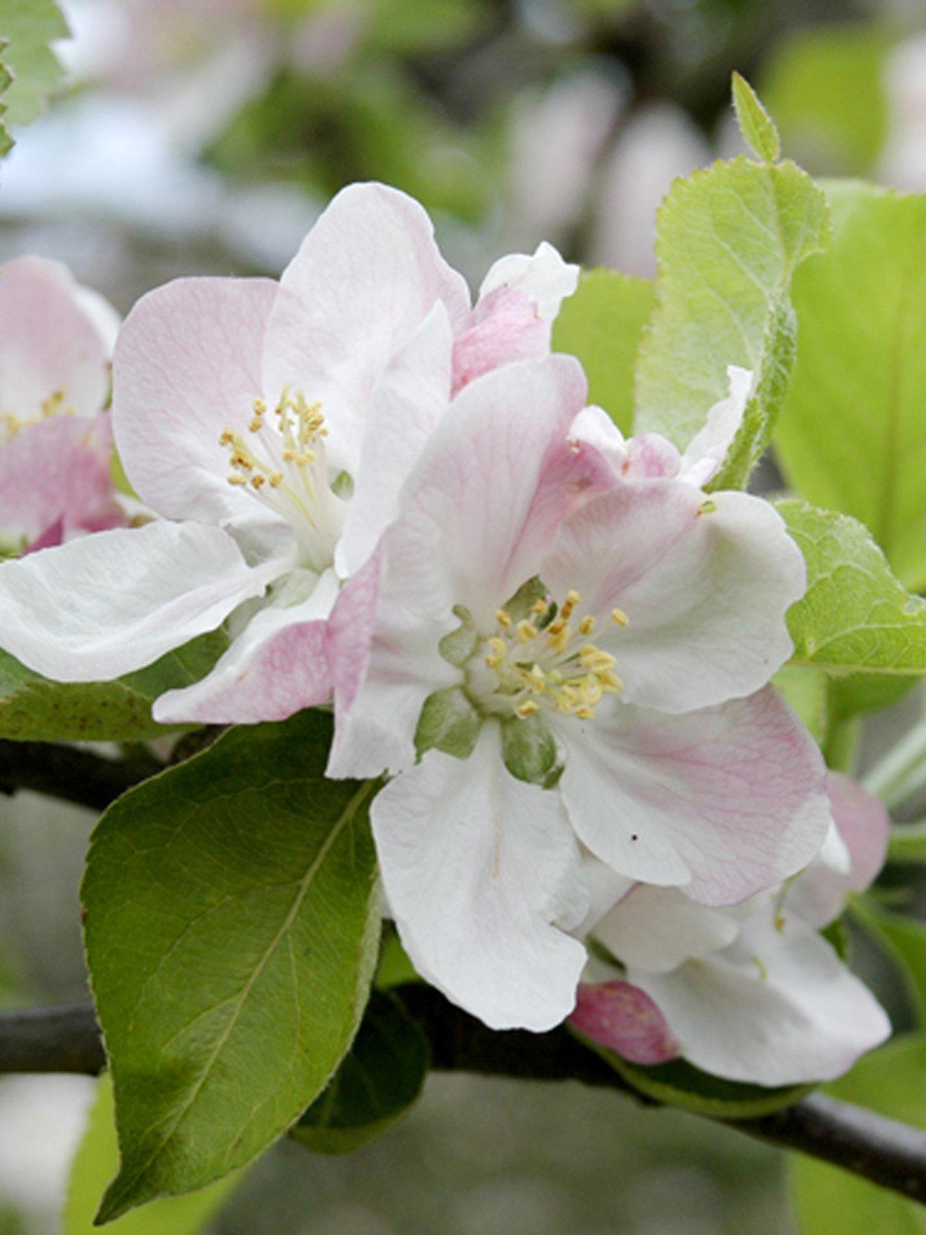 Image 5 of 5 of You Garden Apple Bramley Tree 1.4m Bare Root