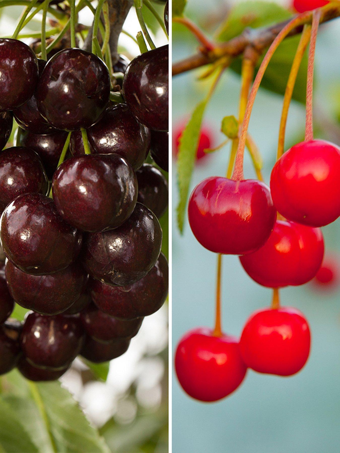 You Garden DUO Cherry Tree - 2 Varieties On One Tree