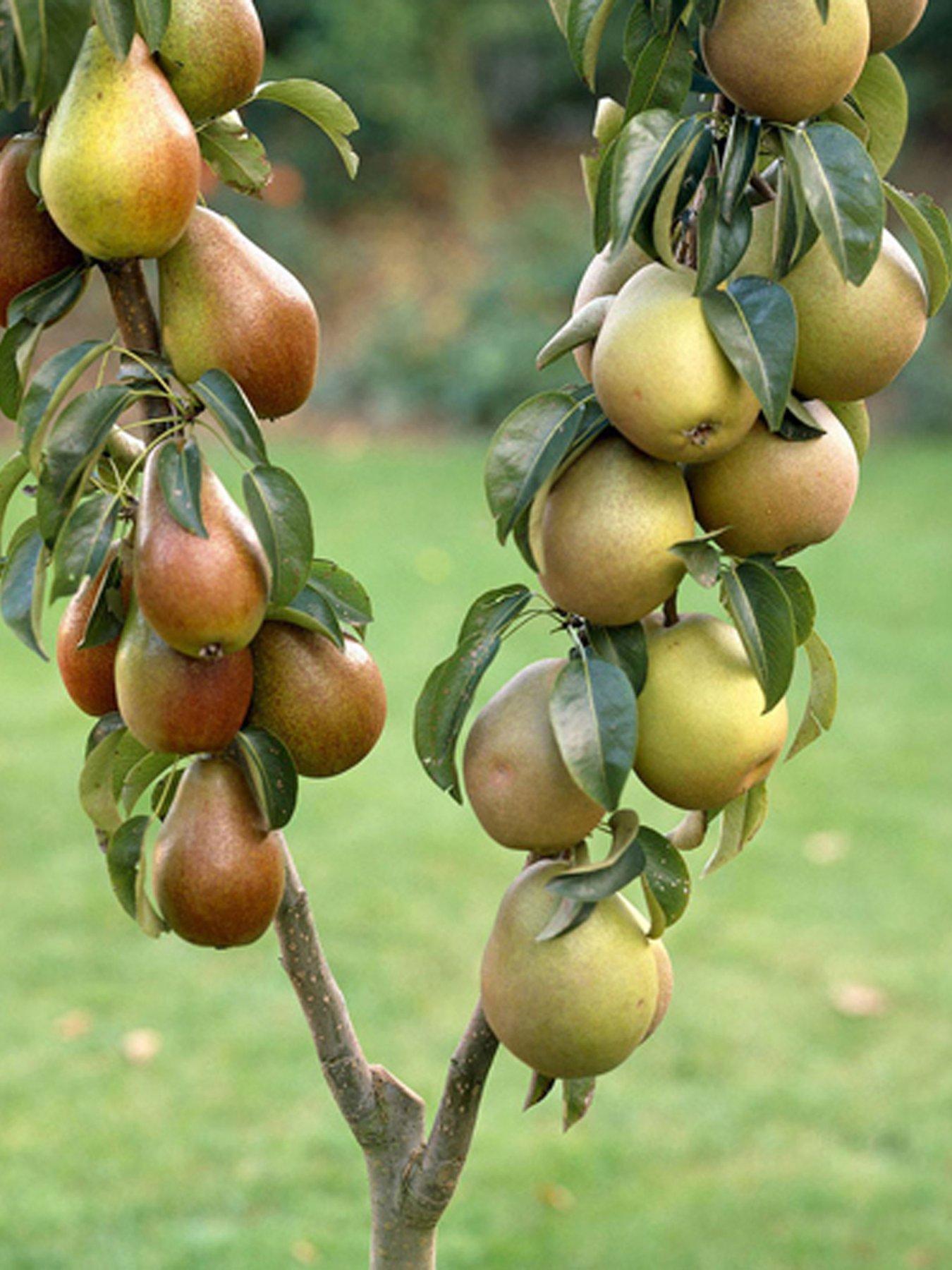 You Garden Duo Pear Tree 2 Varieties On One Tree (1.4M) | Littlewoods