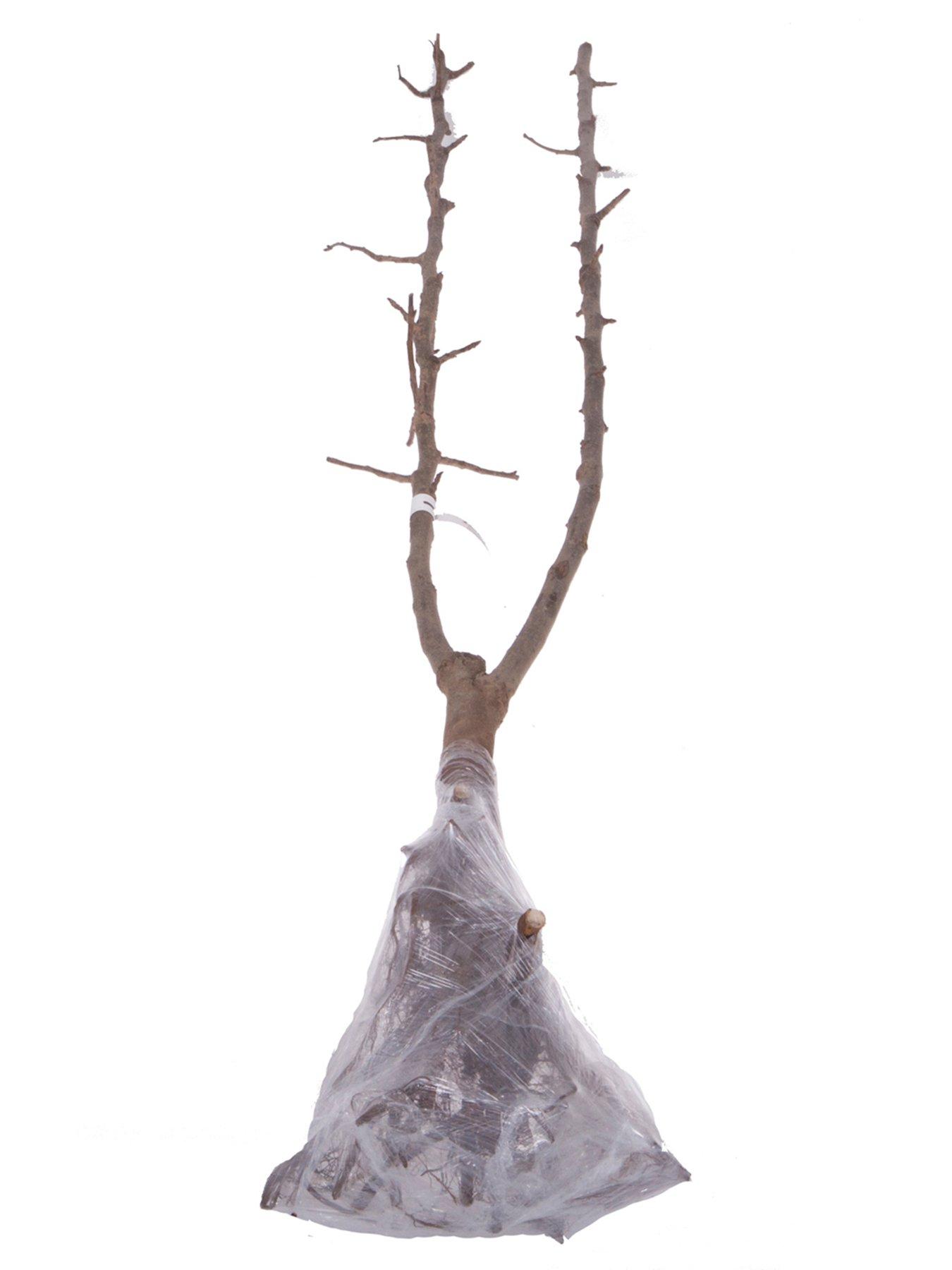 Image 2 of 4 of You Garden Duo Pear Tree 2 Varieties On One Tree (1.4M)