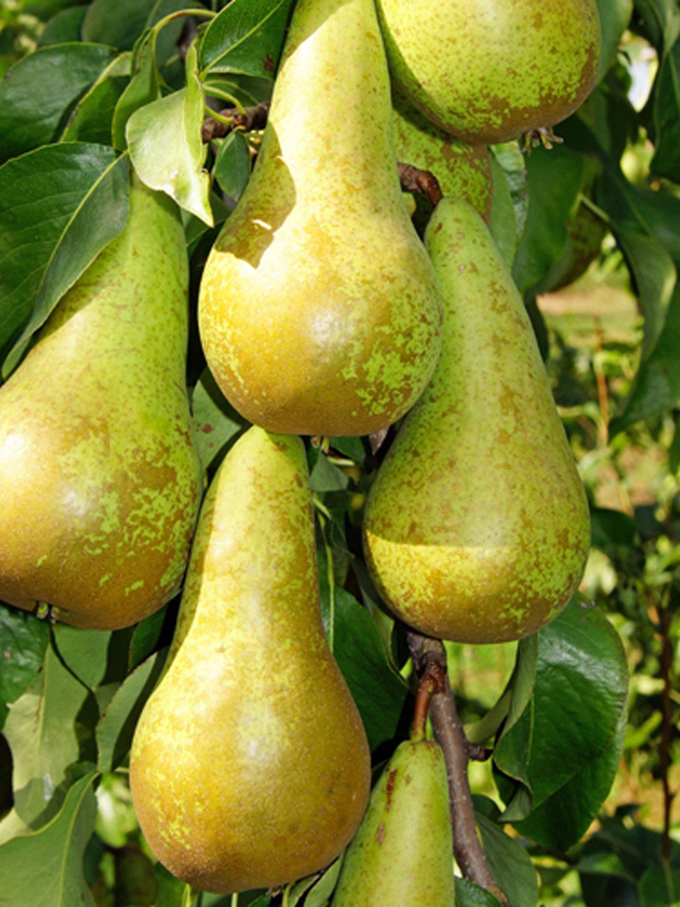 Image 3 of 4 of You Garden Duo Pear Tree 2 Varieties On One Tree (1.4M)