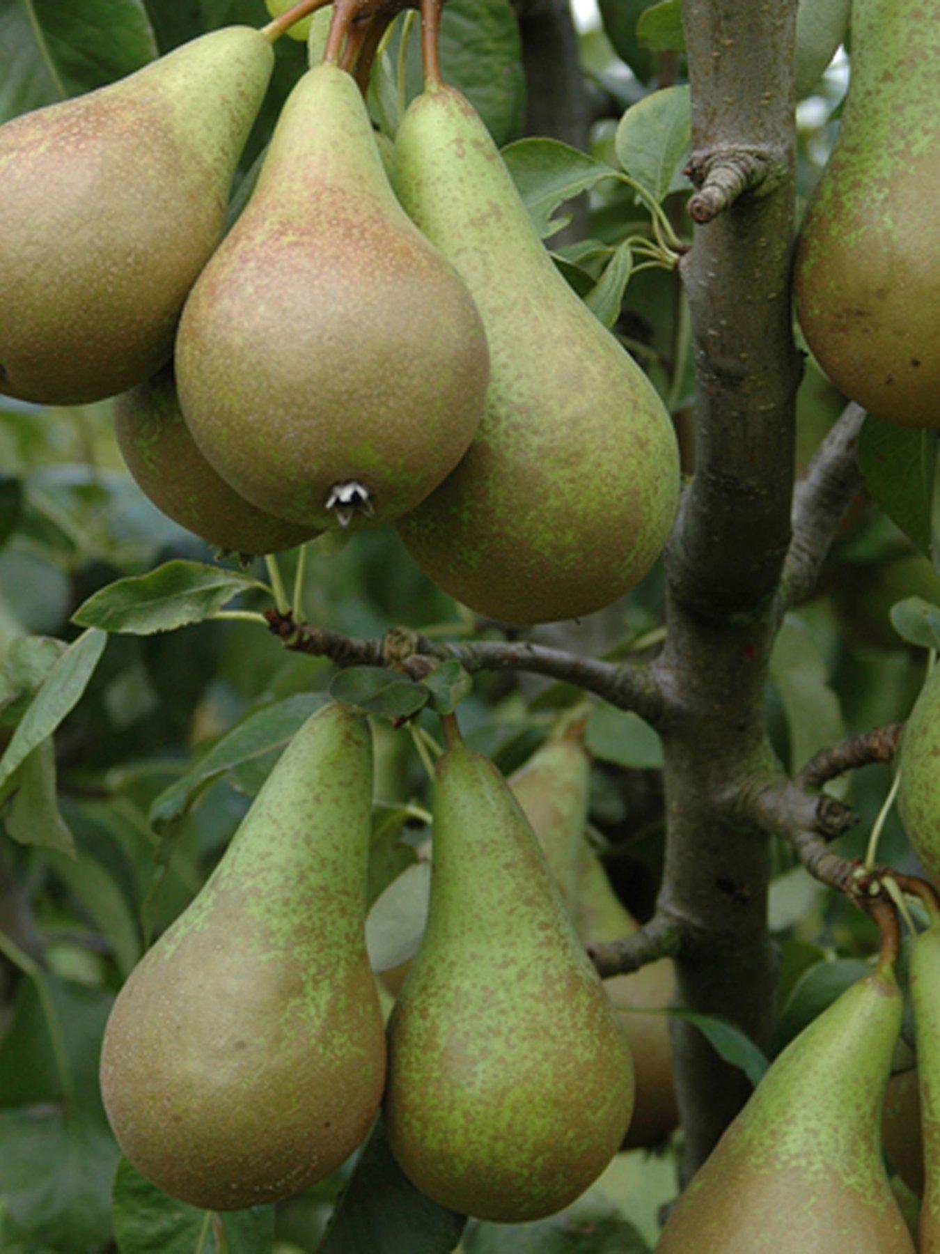 Image 4 of 4 of You Garden Duo Pear Tree 2 Varieties On One Tree (1.4M)