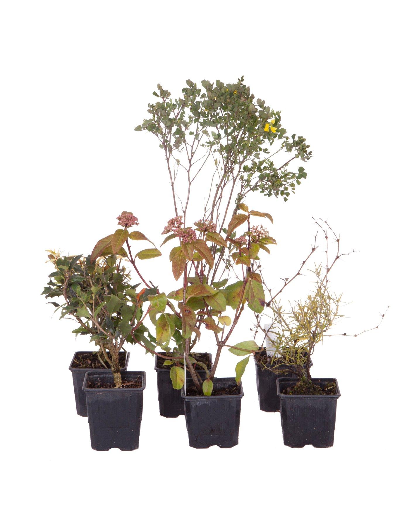 You Garden Evergreen Shrub Collection 6 x 9cm Pots