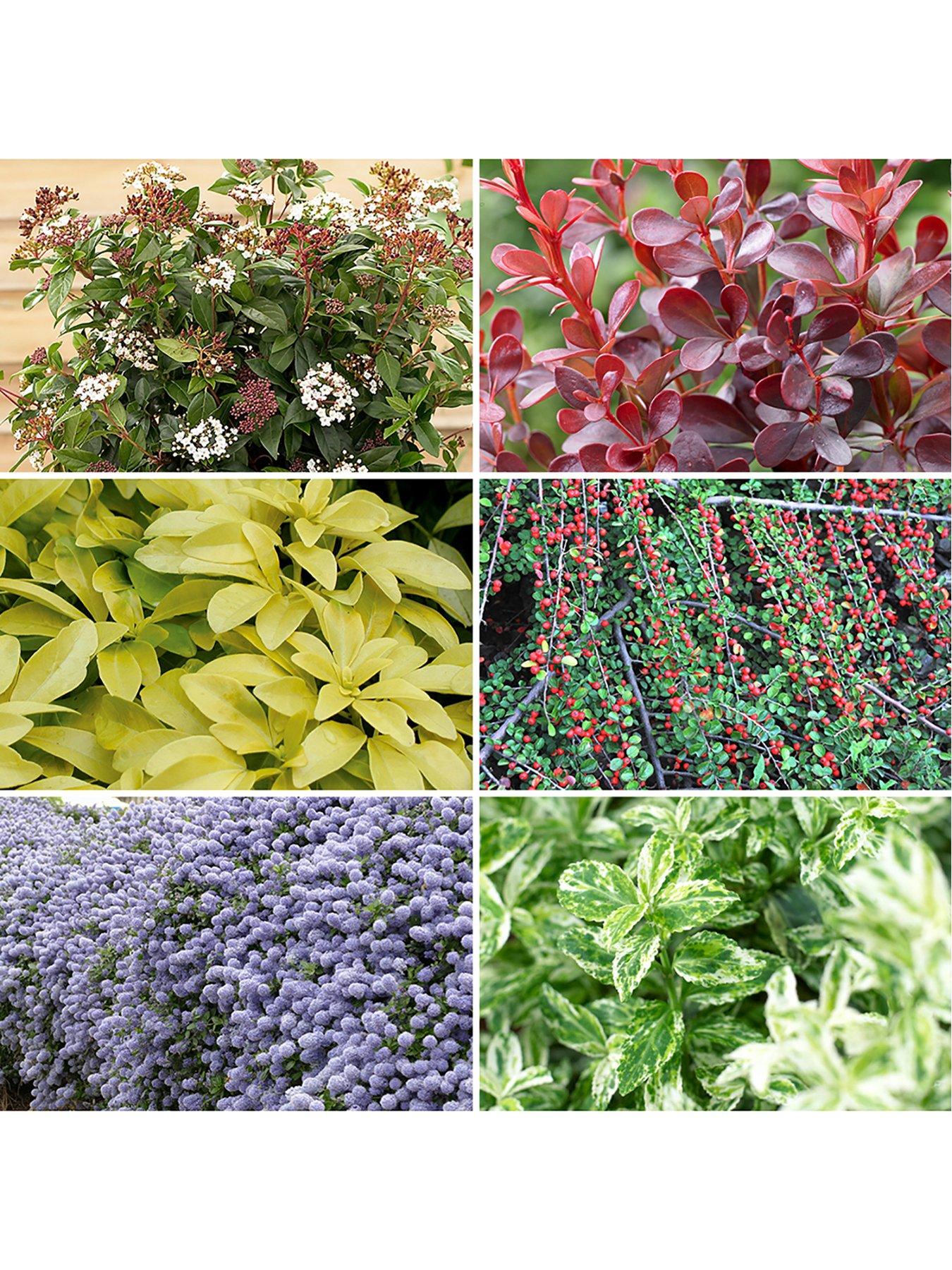 stillFront image of you-garden-evergreen-shrub-collection-6-x-9cm-pots