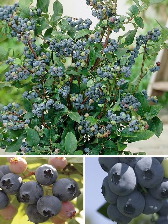 front image of blueberry-collection-pack-of-3-varieties