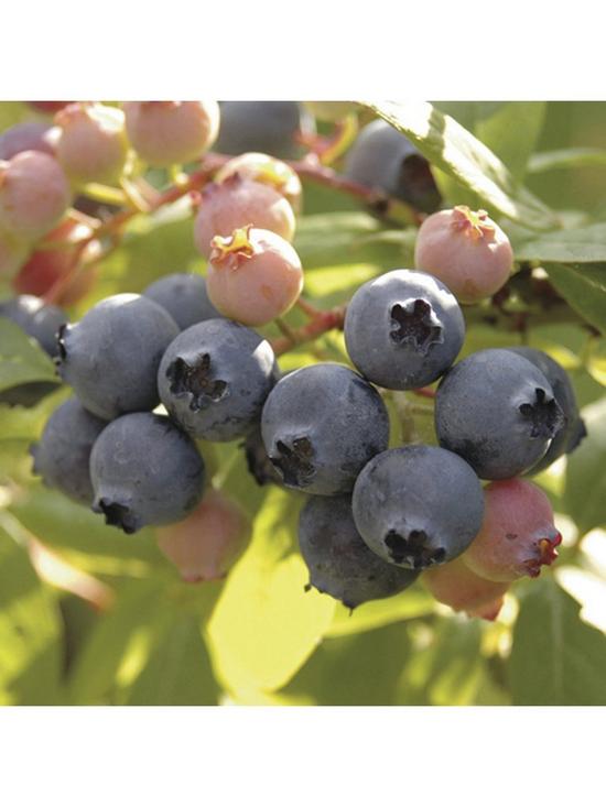 stillFront image of blueberry-collection-pack-of-3-varieties