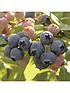  image of blueberry-collection-pack-of-3-varieties