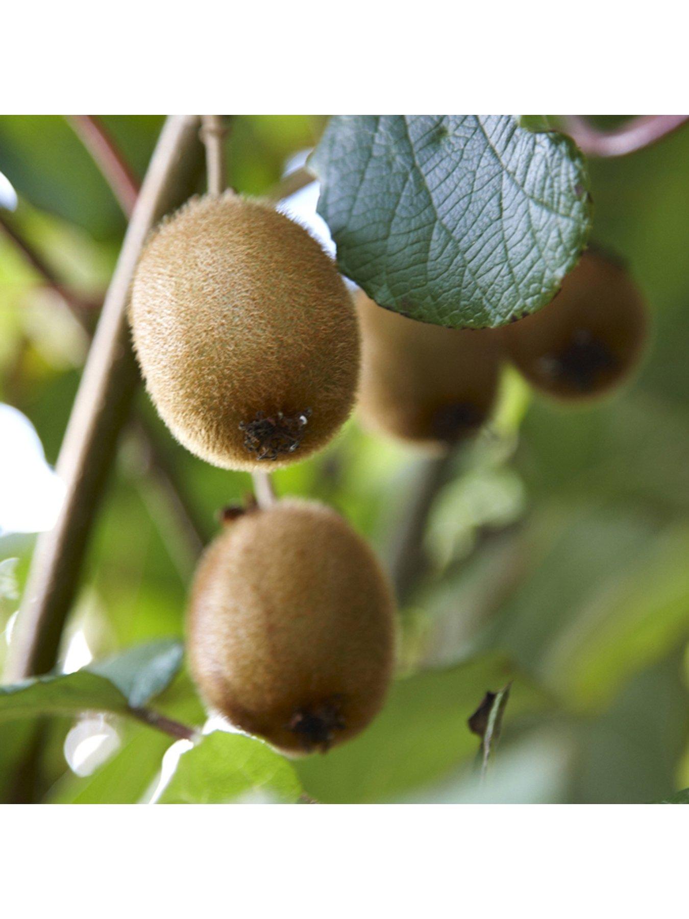 undefined Self Fertilising Kiwi Bush Jenny 2l Pot