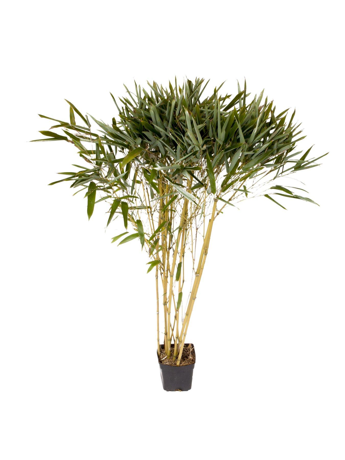 Image 2 of 5 of You Garden Yellow Bamboo (3L Pot)