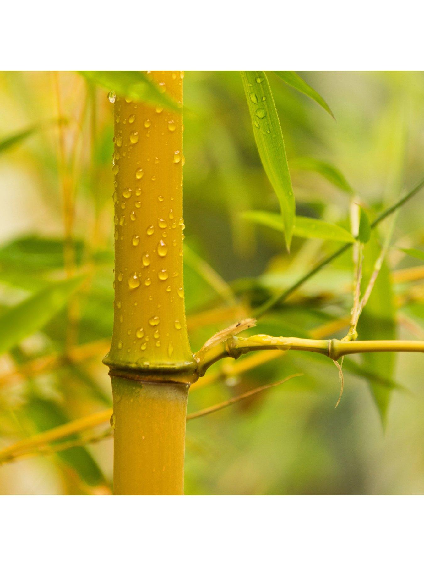 Image 3 of 5 of You Garden Yellow Bamboo (3L Pot)