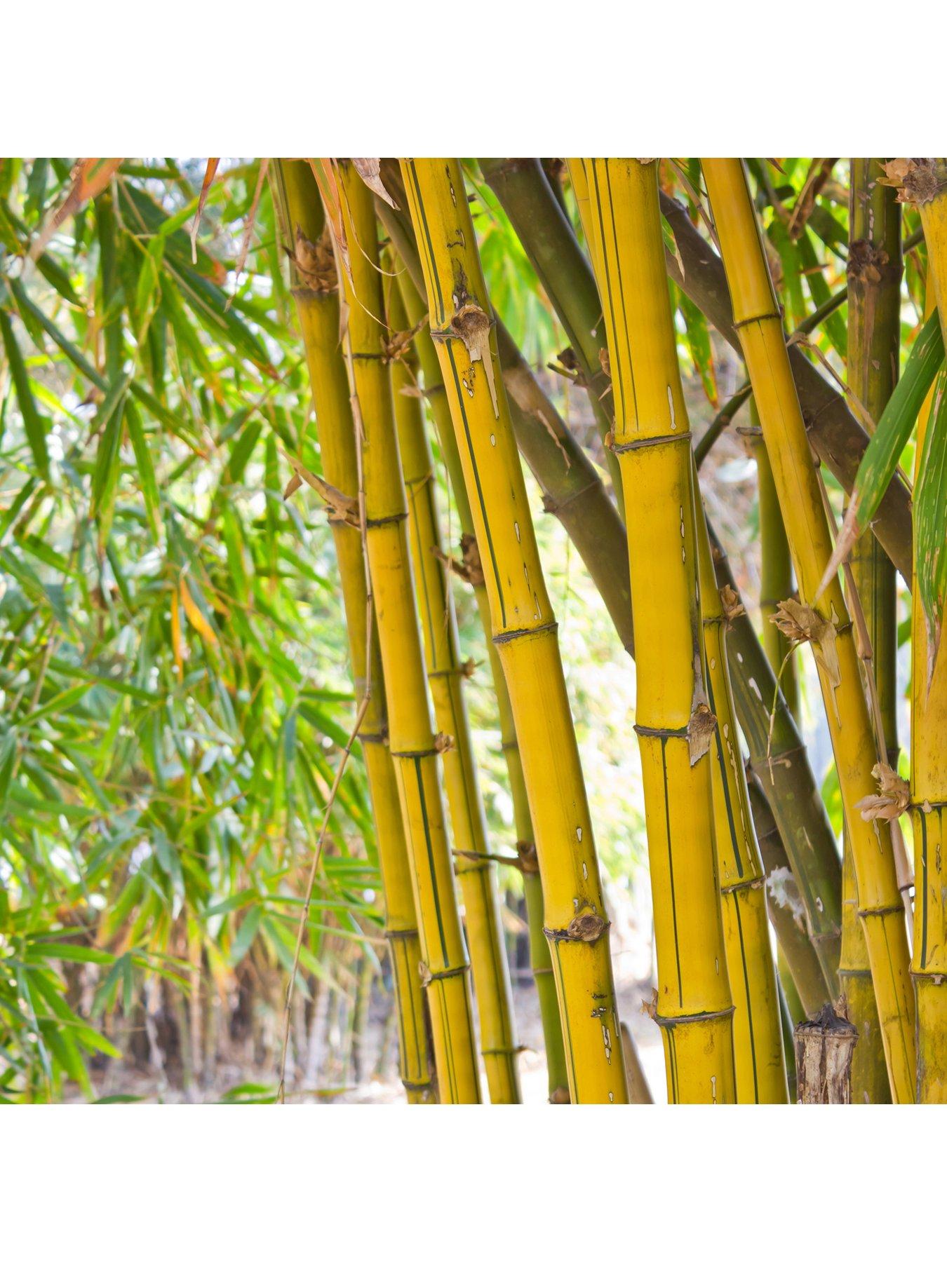 Image 4 of 5 of You Garden Yellow Bamboo (3L Pot)