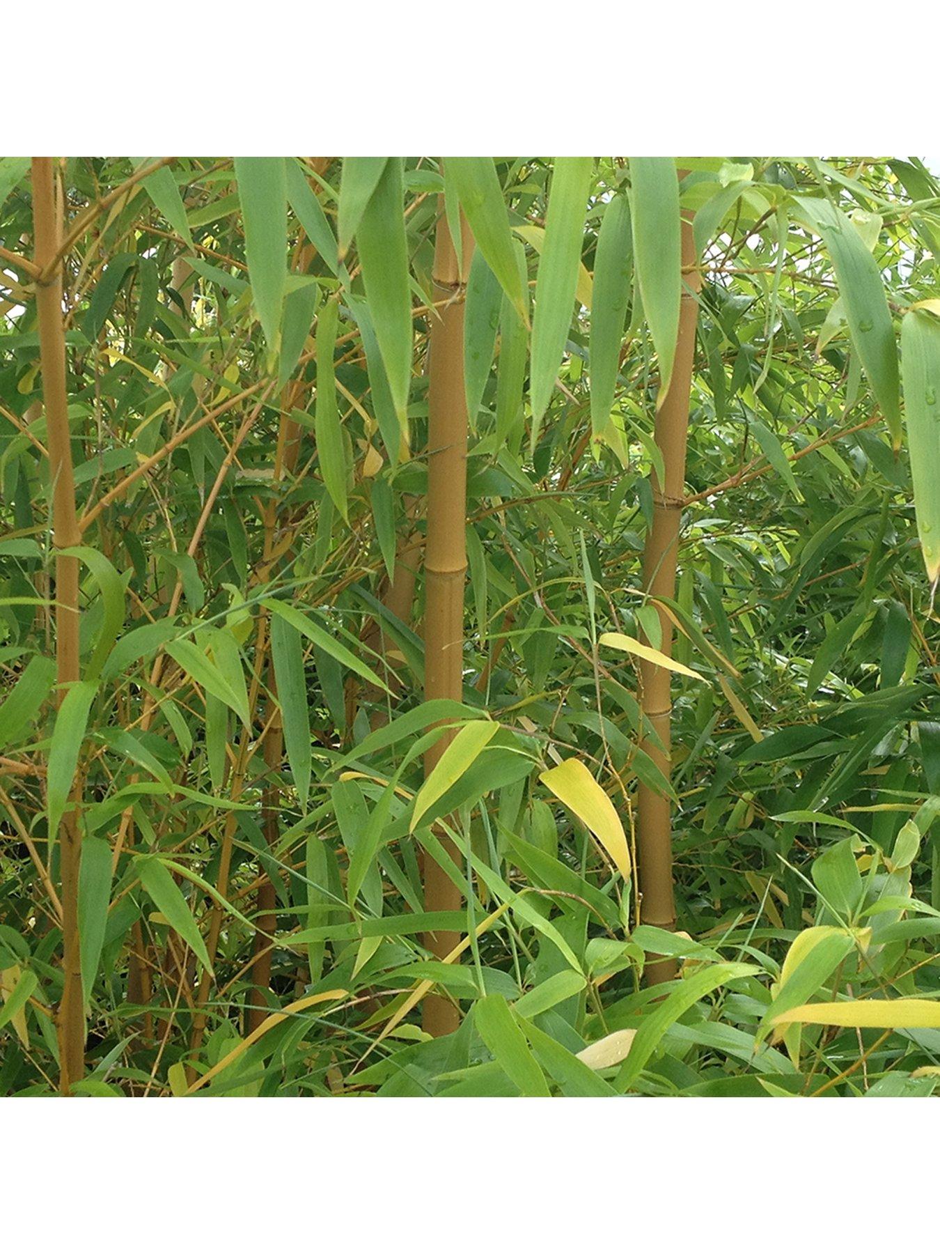 Image 5 of 5 of You Garden Yellow Bamboo (3L Pot)