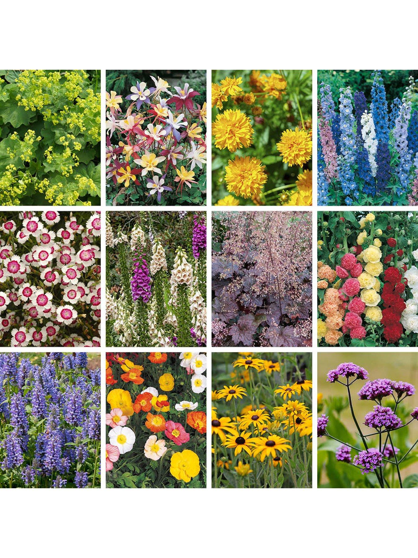  image of you-garden-hardy-garden-perennial-collection-plug-x-24