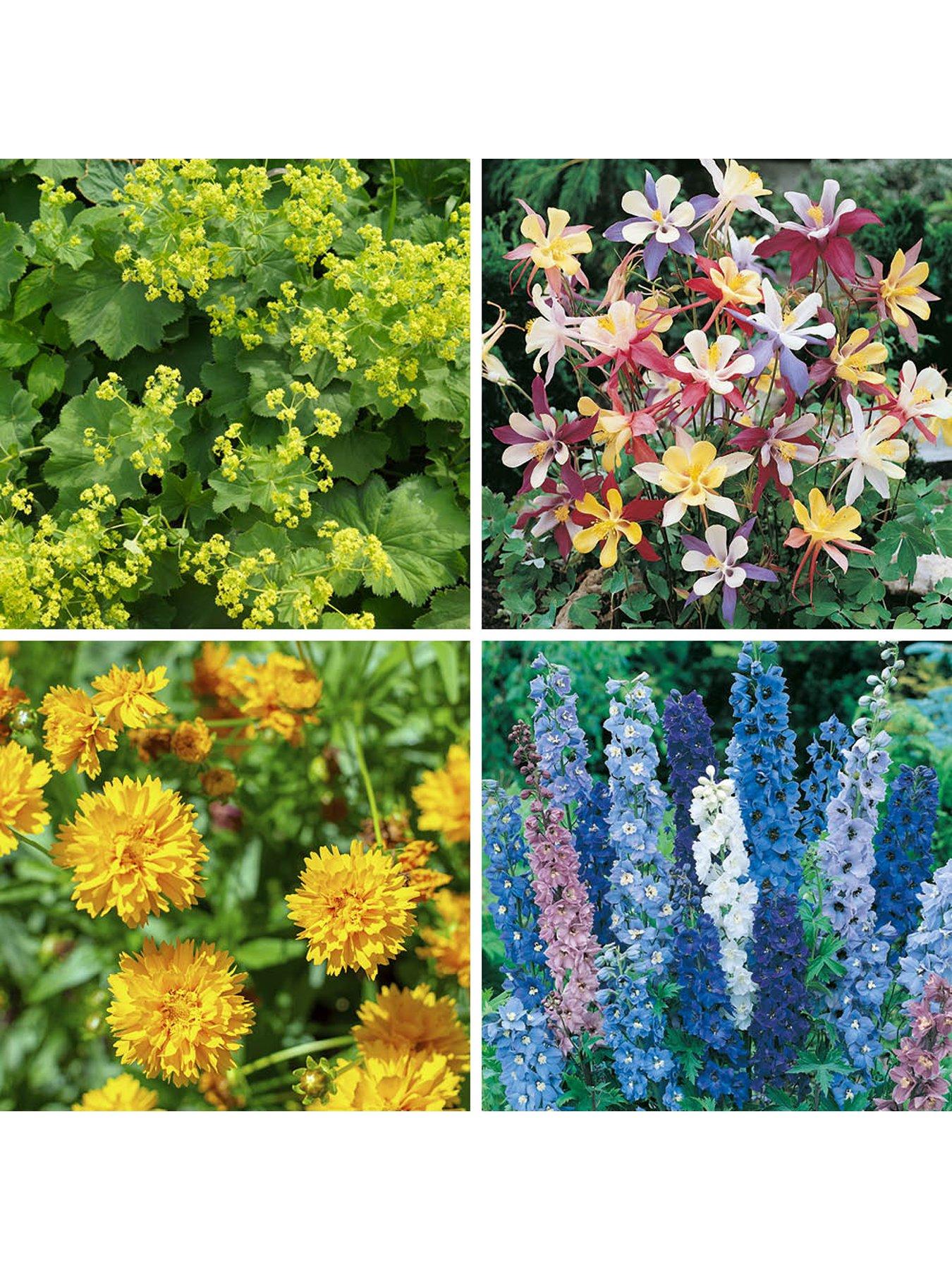 Image 2 of 5 of You Garden Hardy Garden Perennial collection plug x 24