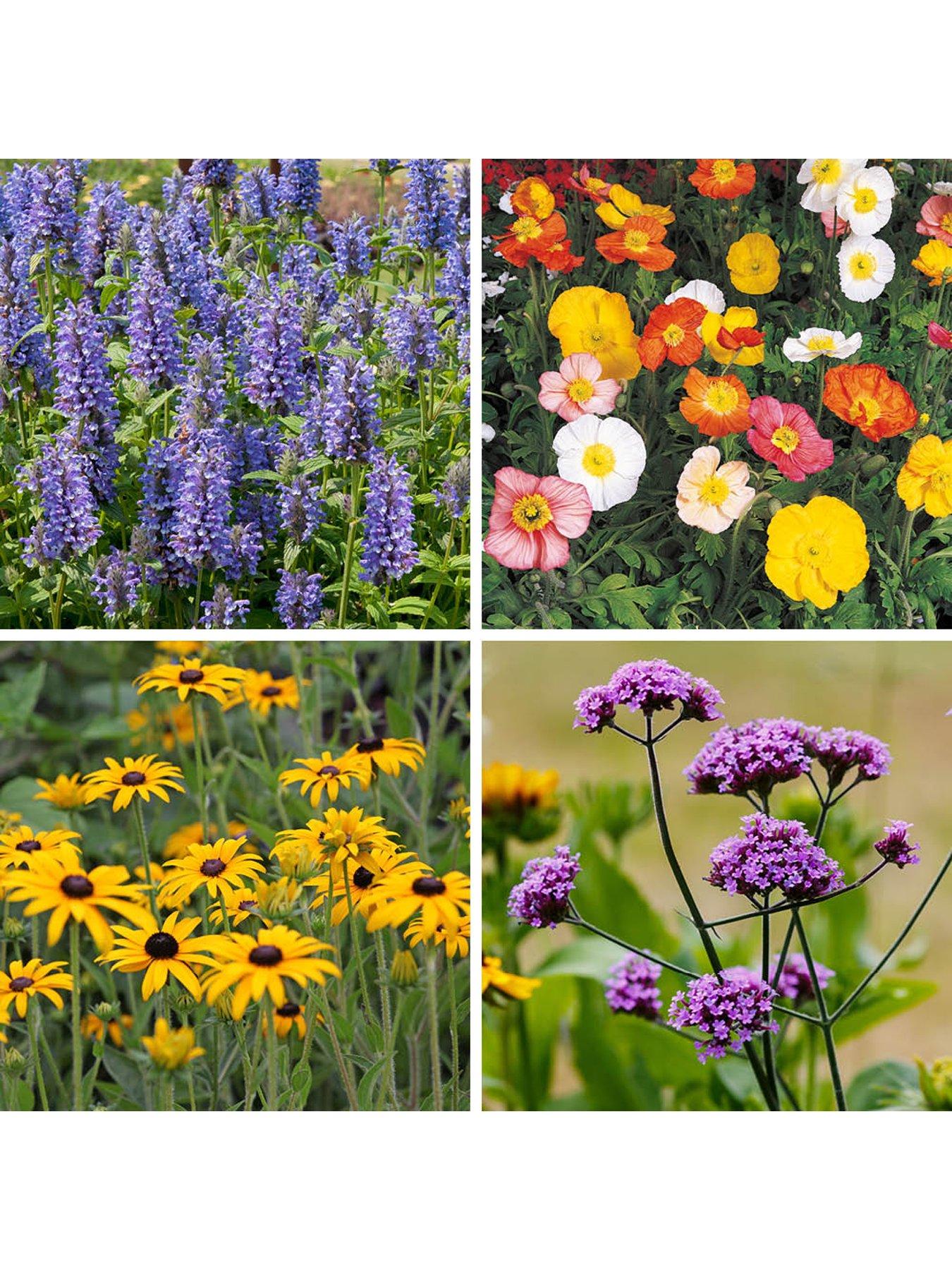 Image 4 of 5 of You Garden Hardy Garden Perennial collection plug x 24