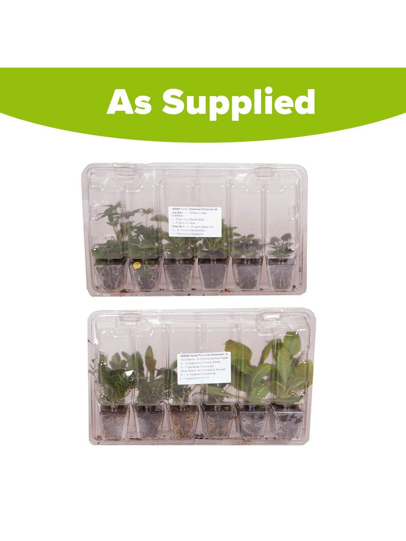 Image 5 of 5 of You Garden Hardy Garden Perennial collection plug x 24