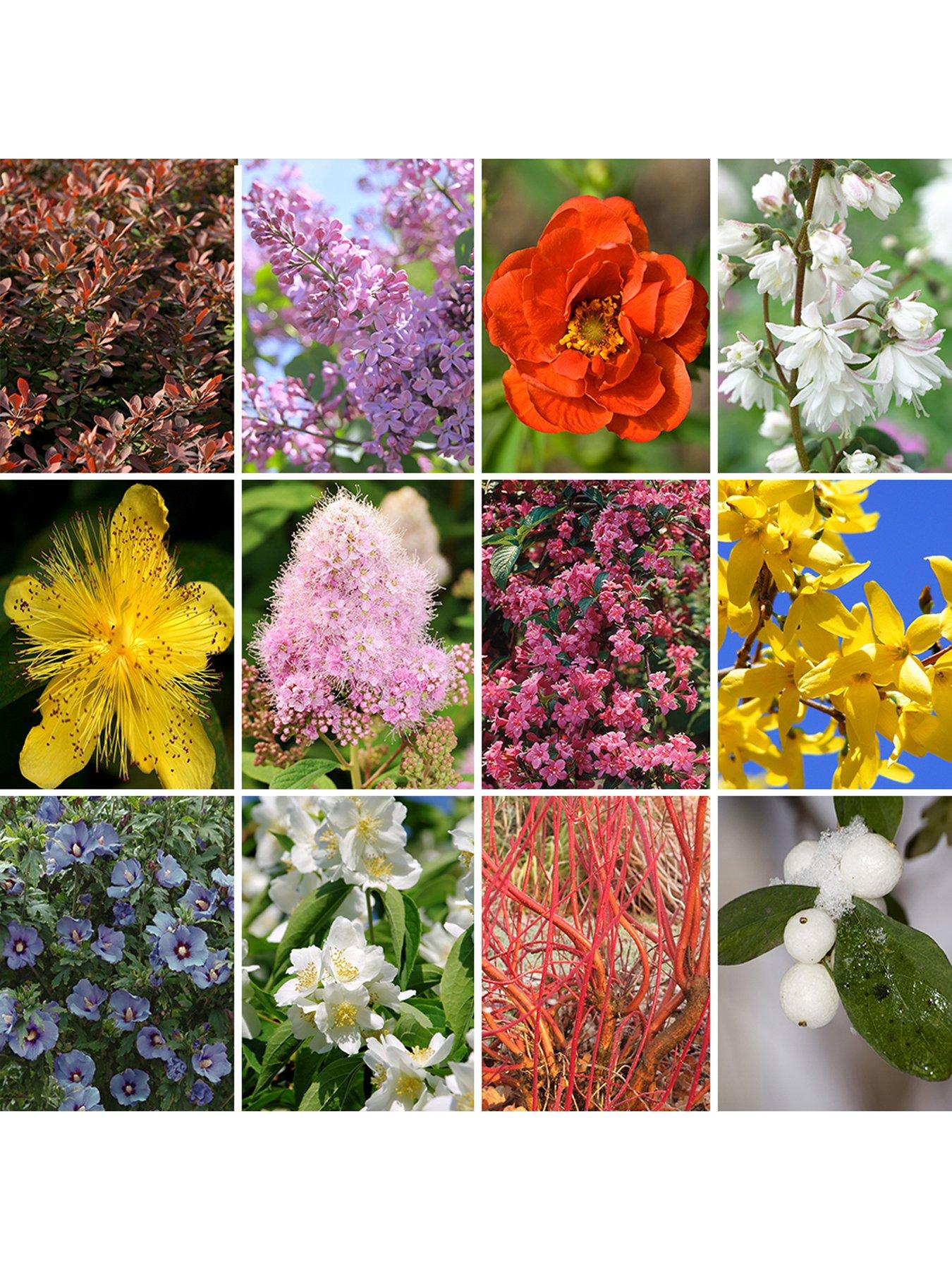 Image 1 of 5 of You Garden Hardy Shrub Collection X 12 Bare Root Bushes