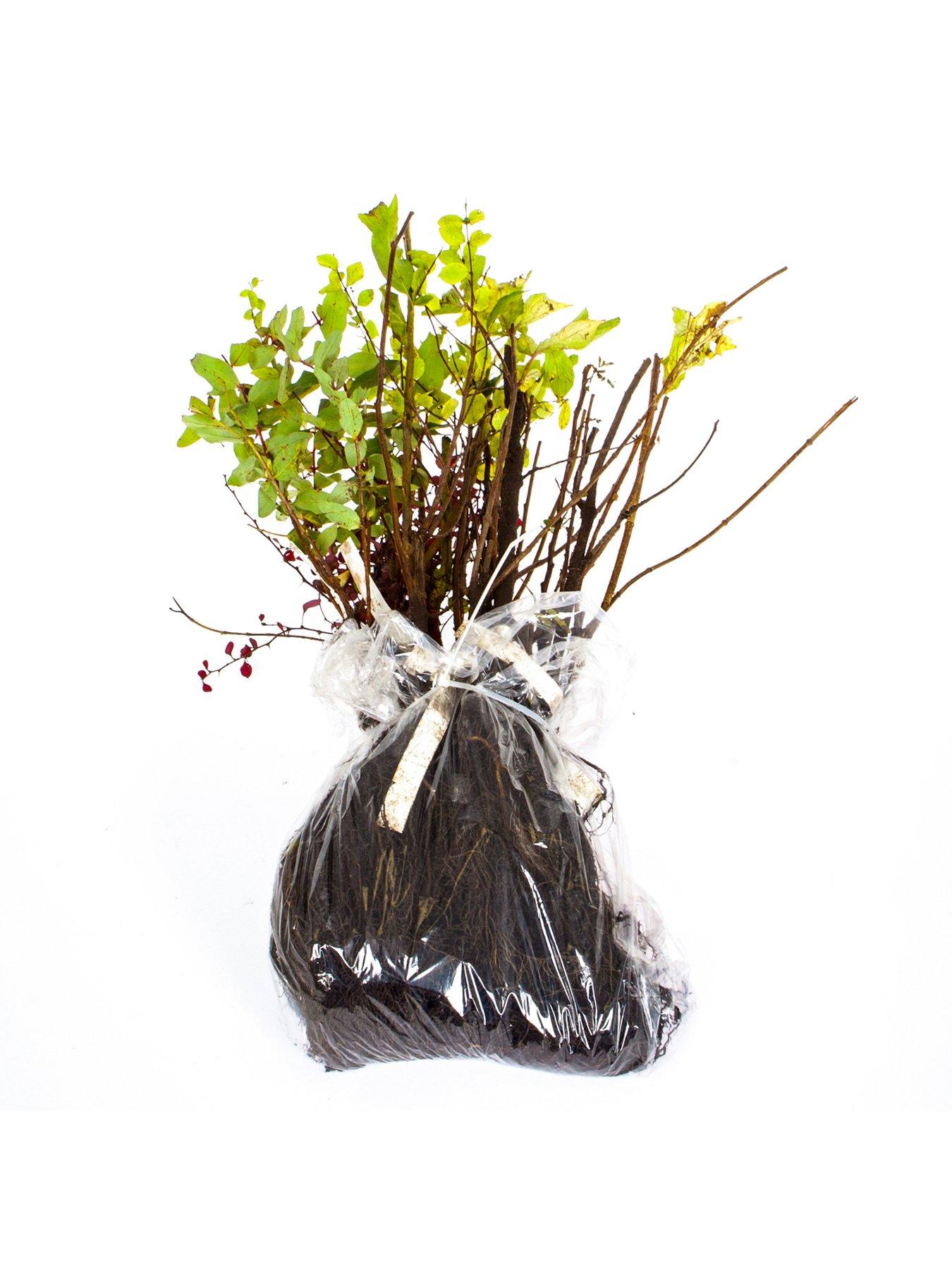 Image 2 of 5 of You Garden Hardy Shrub Collection X 12 Bare Root Bushes
