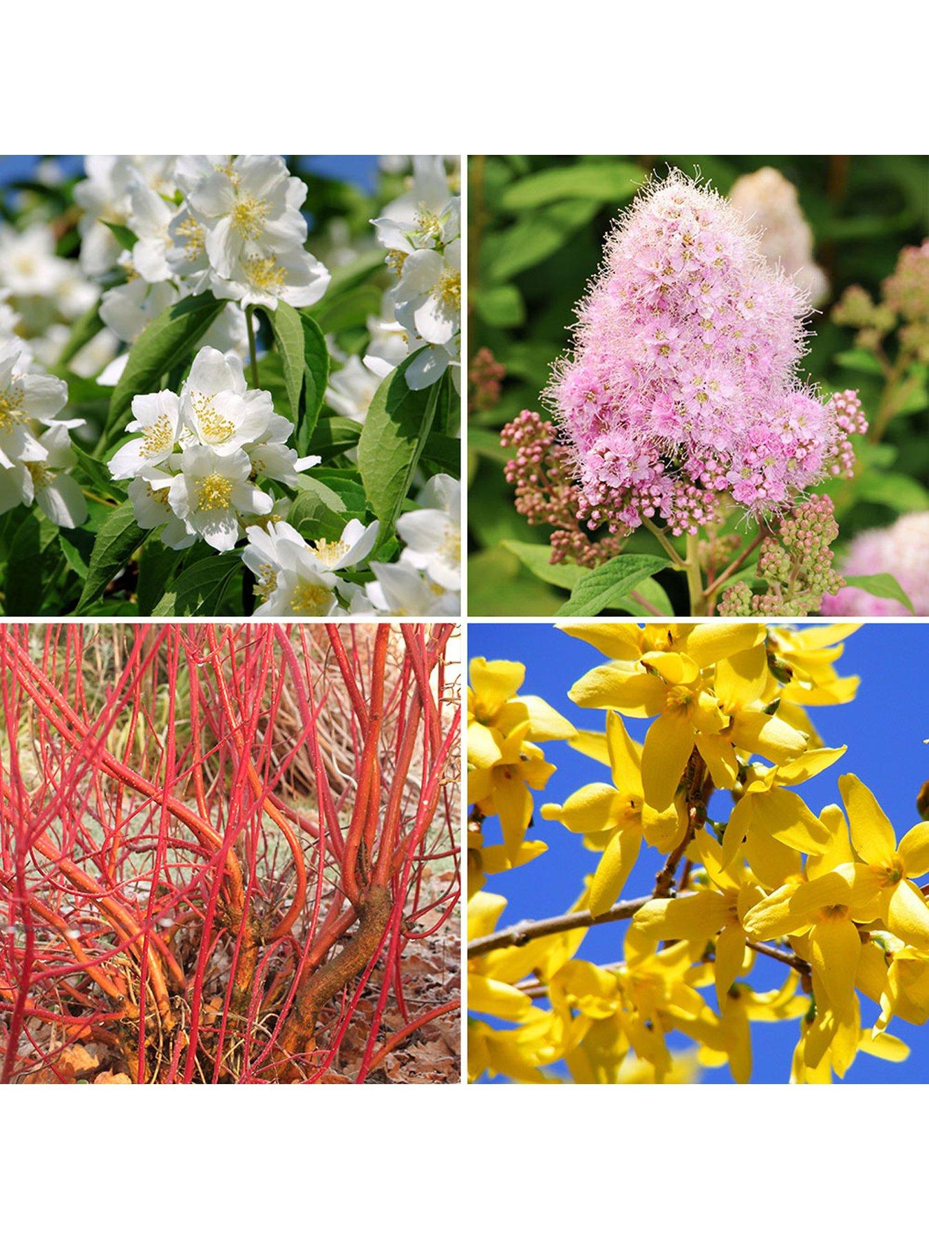 Image 3 of 5 of You Garden Hardy Shrub Collection X 12 Bare Root Bushes