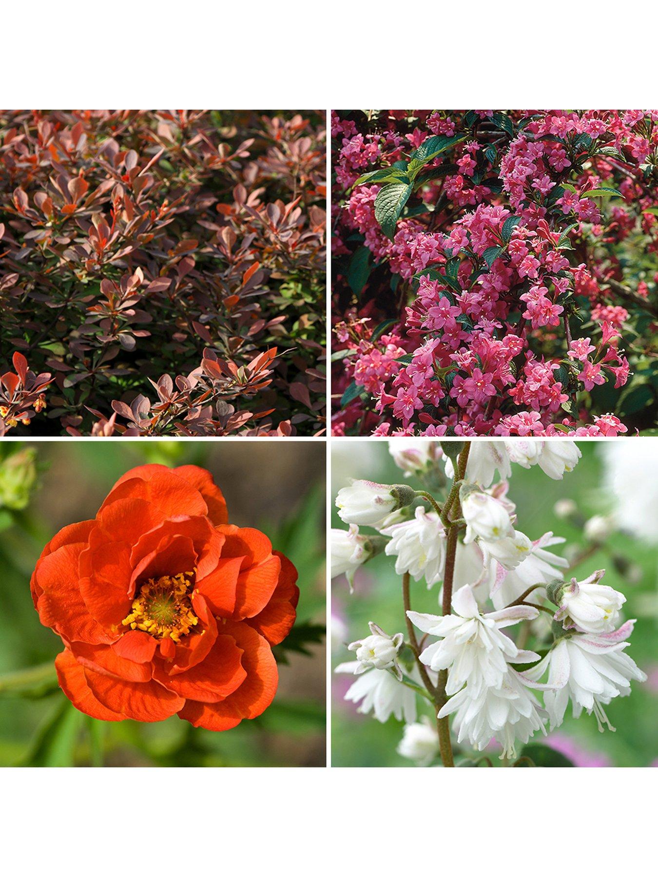 Image 5 of 5 of You Garden Hardy Shrub Collection X 12 Bare Root Bushes