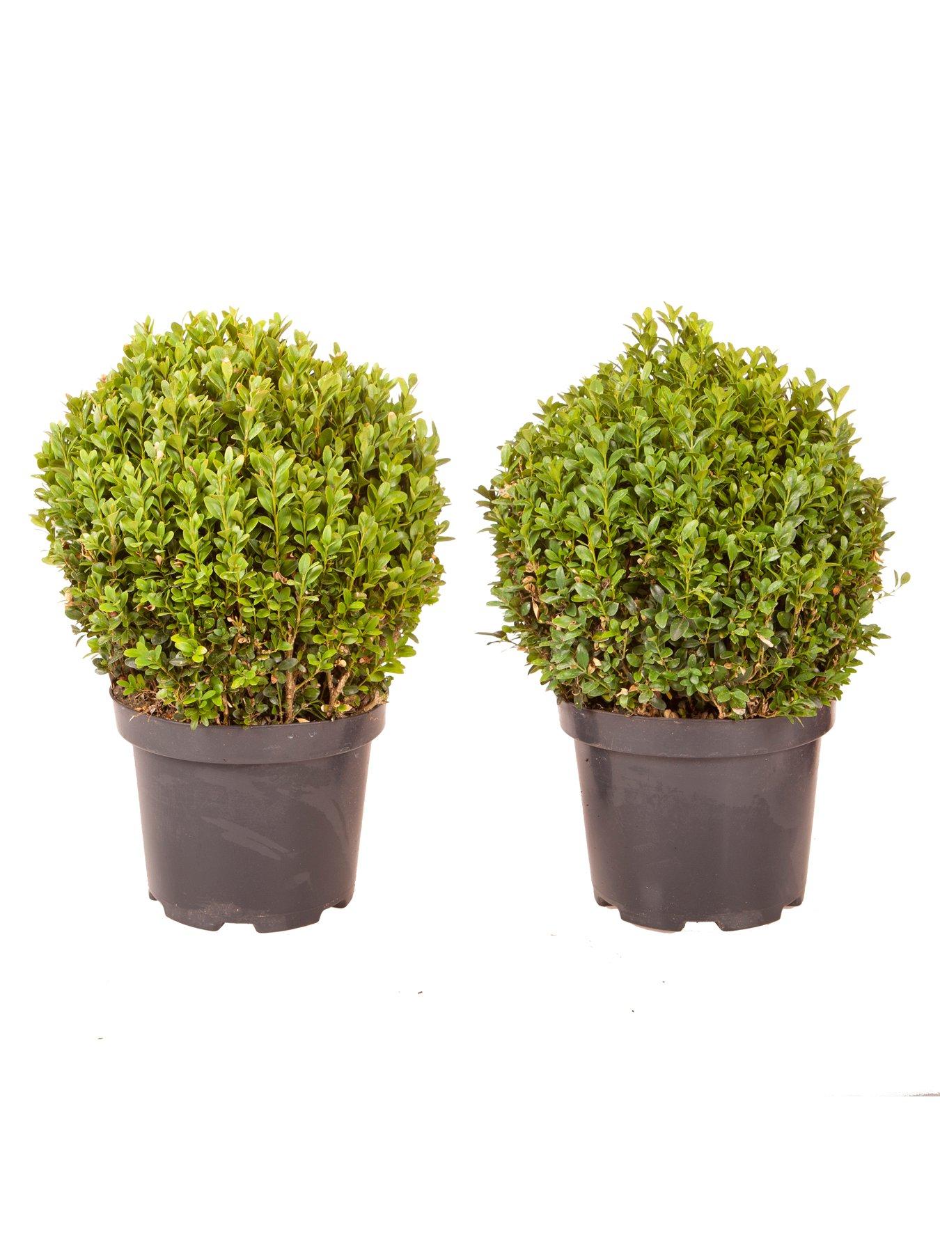Image 2 of 5 of You Garden Pair Of Box Balls -&nbsp;25cm