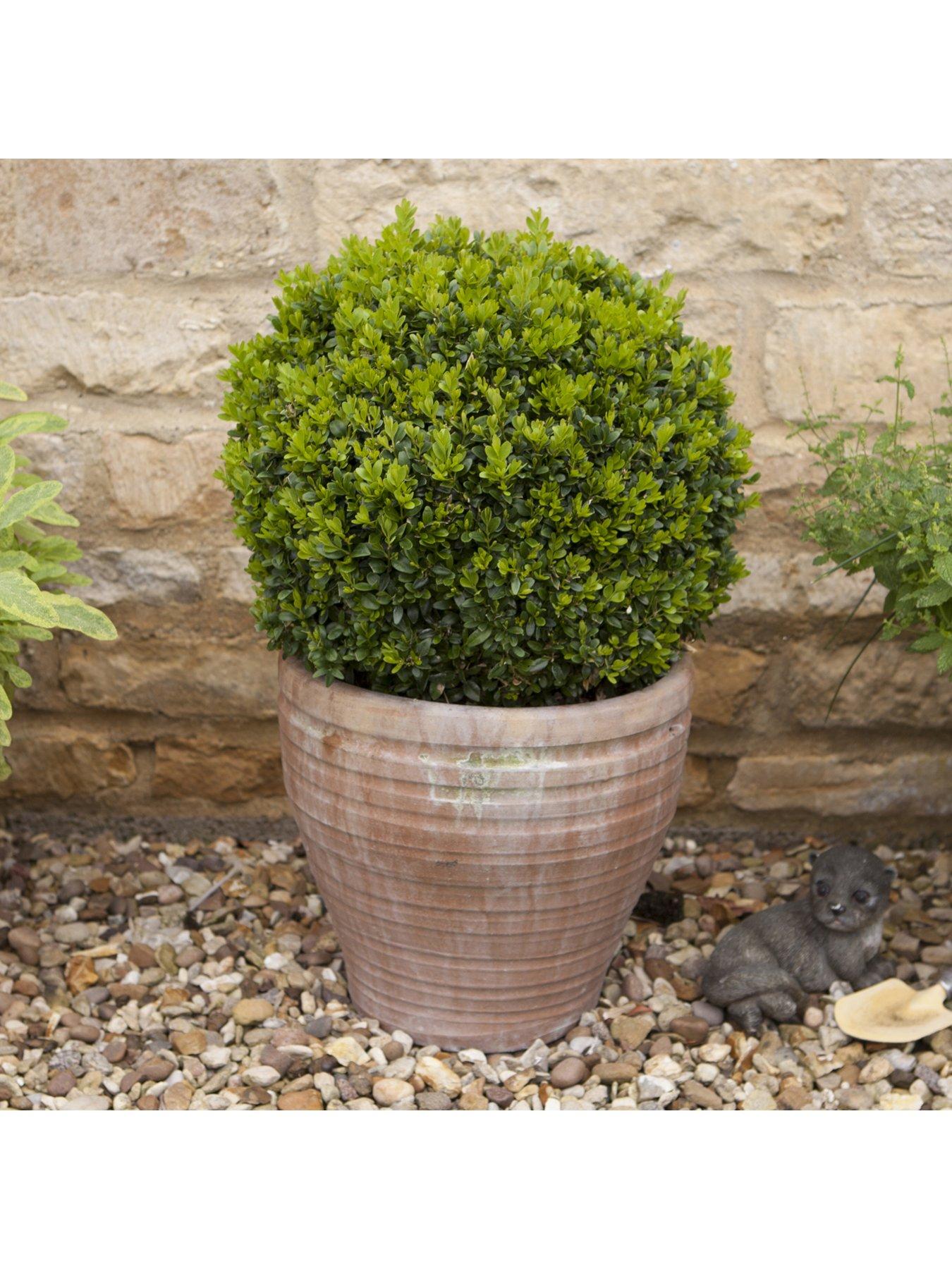 Image 3 of 5 of You Garden Pair Of Box Balls -&nbsp;25cm