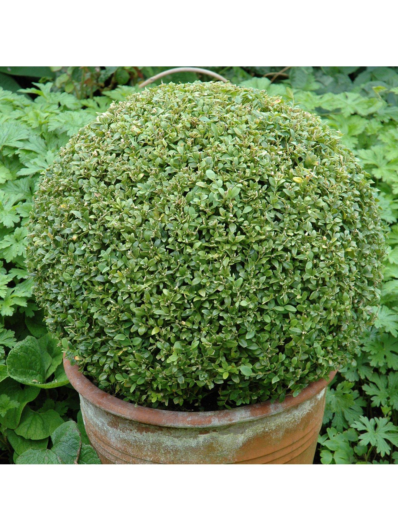 Image 4 of 5 of You Garden Pair Of Box Balls -&nbsp;25cm