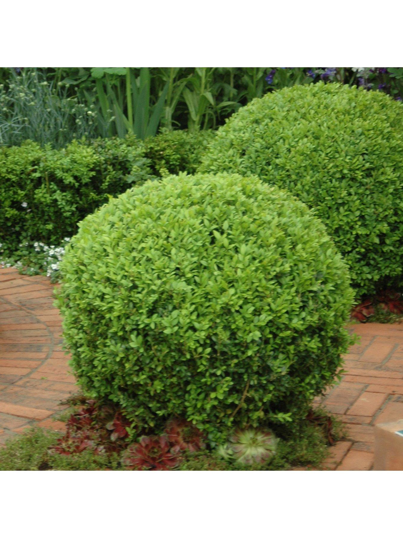 Image 5 of 5 of You Garden Pair Of Box Balls -&nbsp;25cm