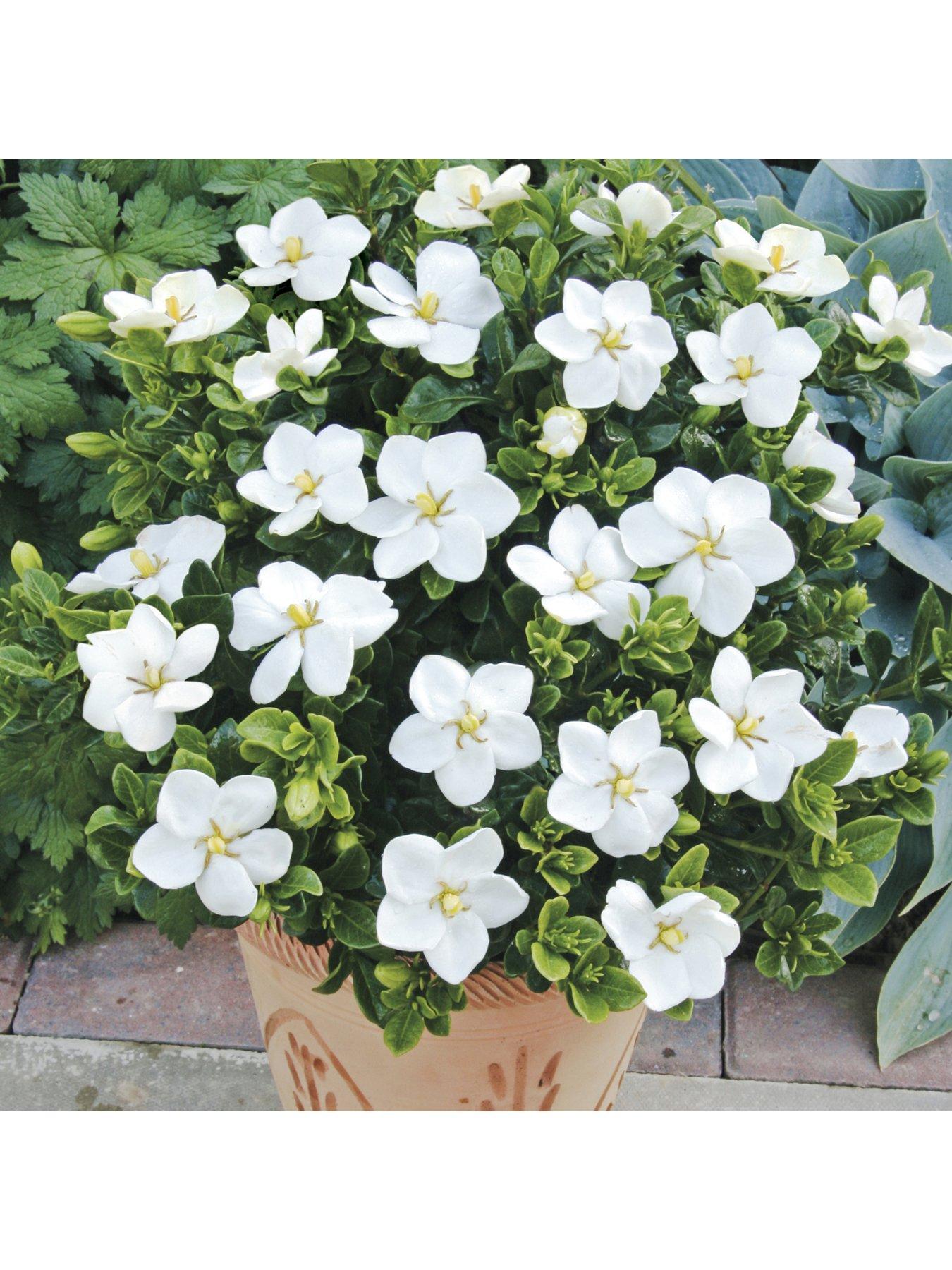 undefined Hardy Gardenia Kleims Hardy Pack Of 3