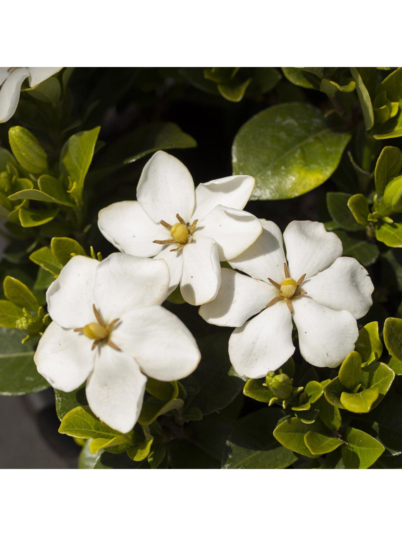 Image 3 of 4 of You Garden Hardy Gardenia Kleims Hardy Pack Of 3